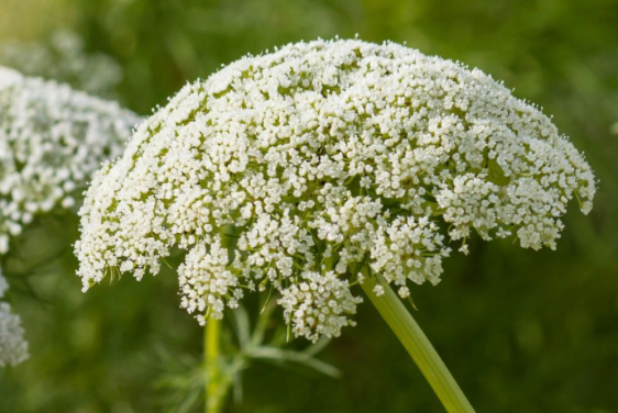 Carrot Flower