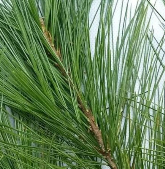 Pine