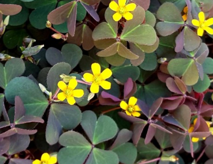 Burgundy Wood Sorrel
