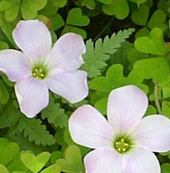 Violet Wood Sorrel Flowers