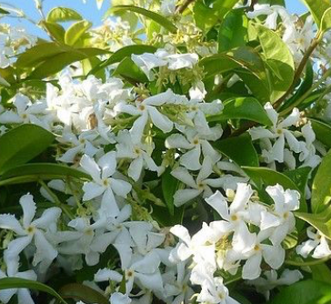 Jasmine