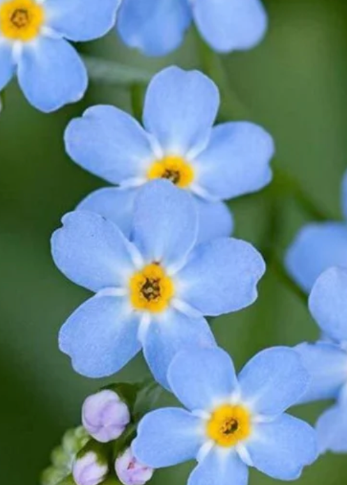 Forget Me Not