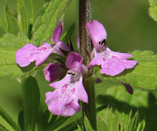 Hedgenettle Mint Flowers