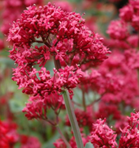 Red Valerian