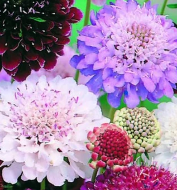 Pincushion