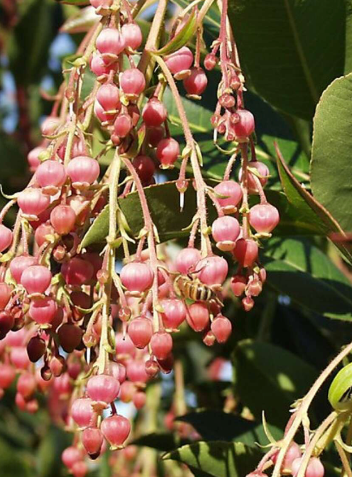 Madrone
