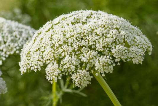 Carrot Flower