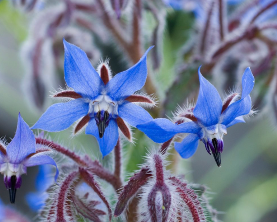 Borage