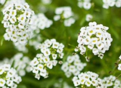 Alyssum