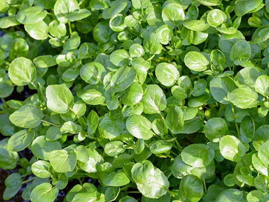 Watercress