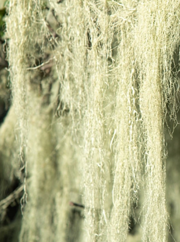 Lace Lichen
