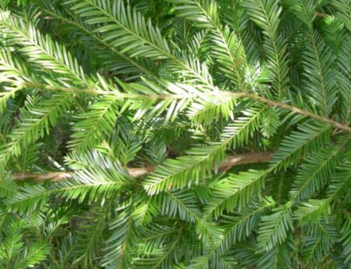 Redwood