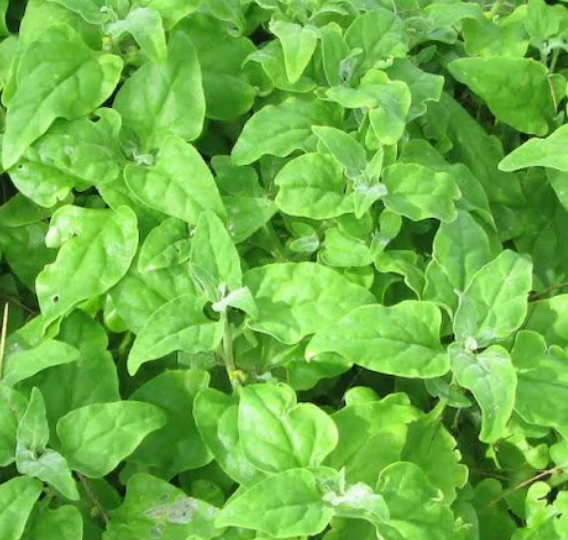 New Zealand Spinach