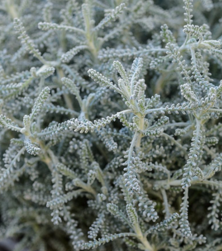 Lavender Cotton