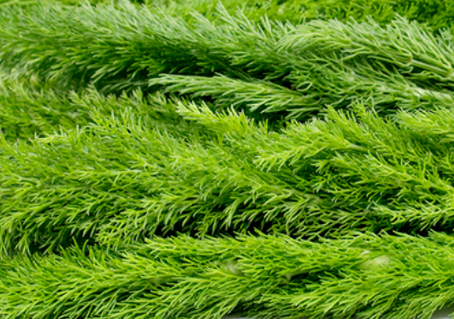 Fennel Fronds