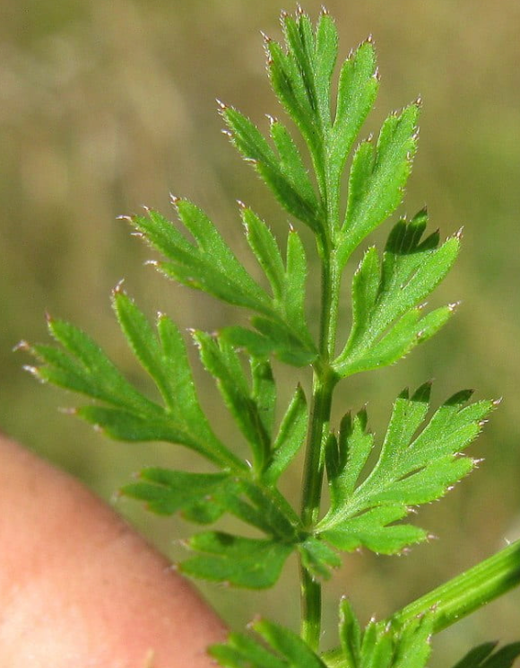 Carrot Greens