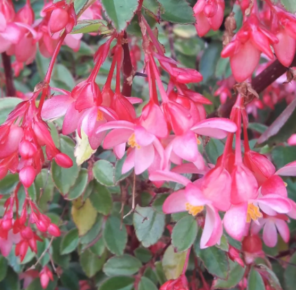 Begonia Fuchsia