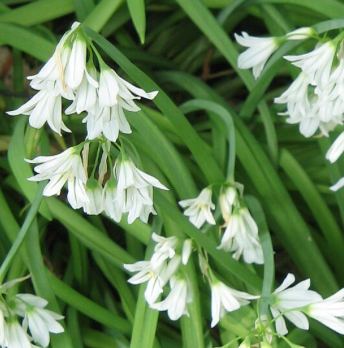 Three-Cornered Leek