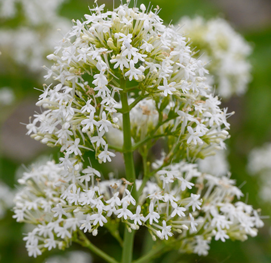 White Valerian