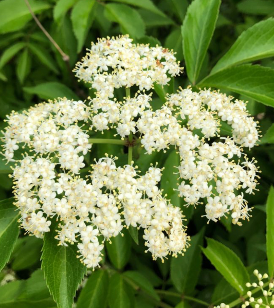 Elderflower