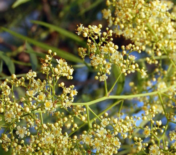Pepper Blossoms