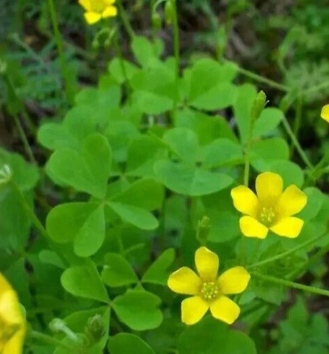 Green Oxalis