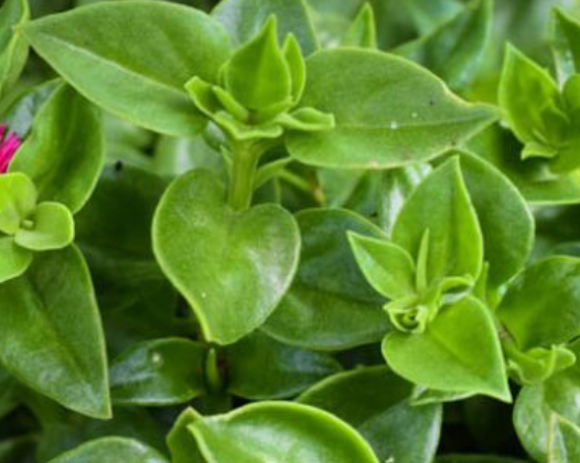 Baby Sunrose (ice plant)