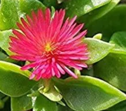Baby Sunrose (flower)