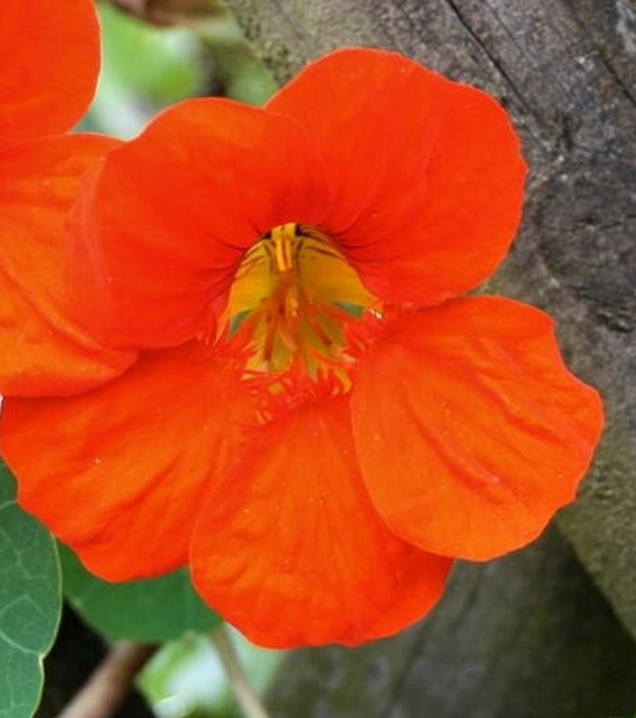 Nasturtium Flower