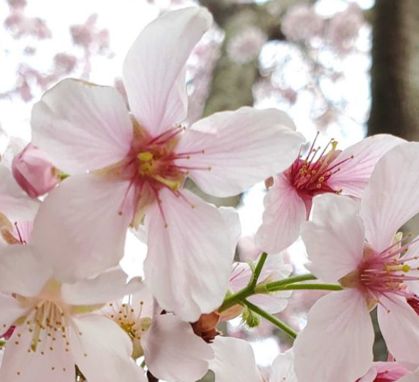 Cherry/Apple/Pear Blossom