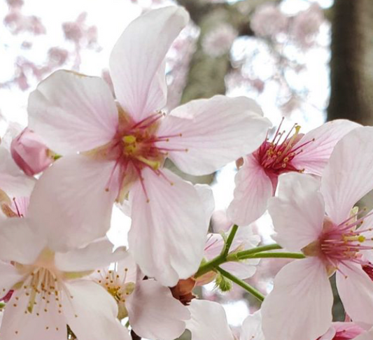 Cherry/Apple/Pear Blossom