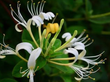Honeysuckle