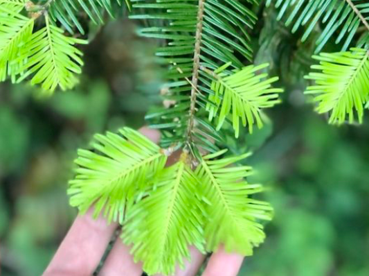 Fir Tips