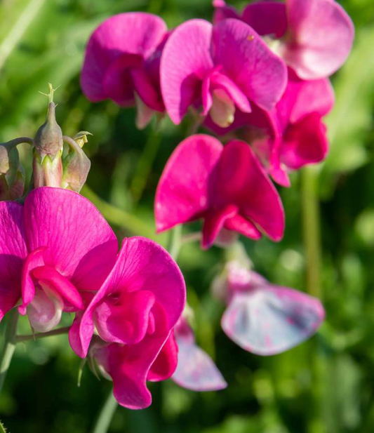 Pea Flowers