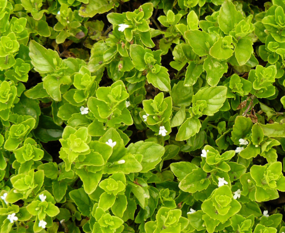 Yerba Buena