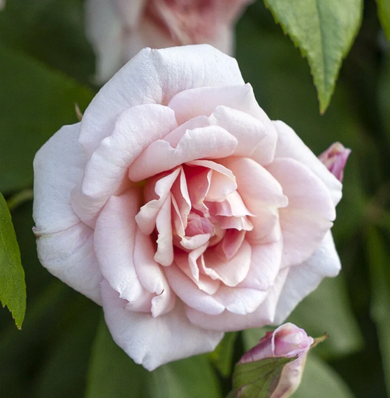 Cecile Rose