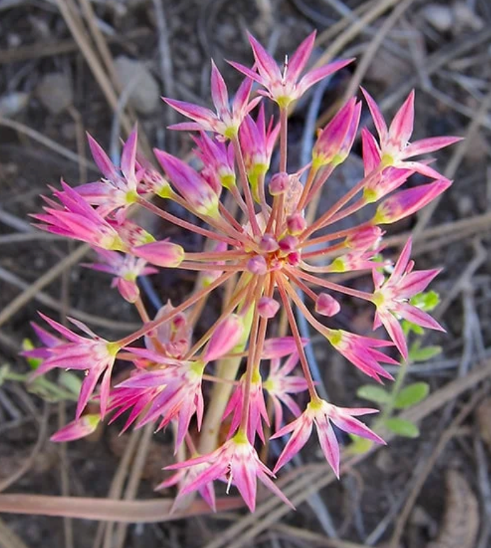 Dusky Onion Flowers