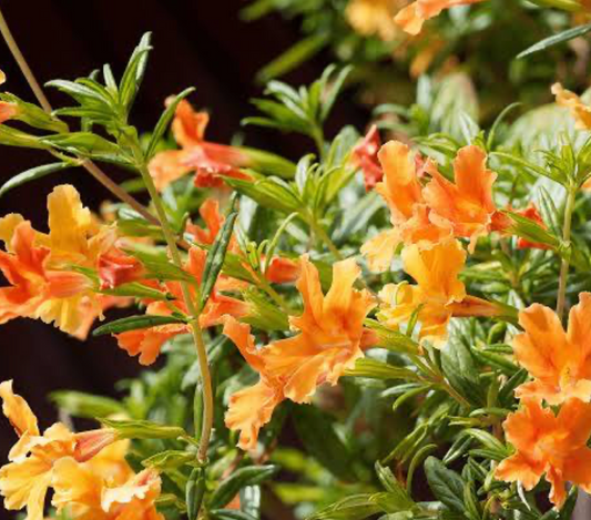 Sticky Monkey Flower