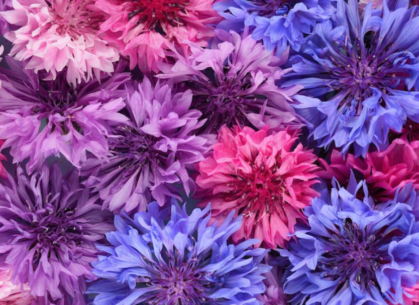 Corn Flower