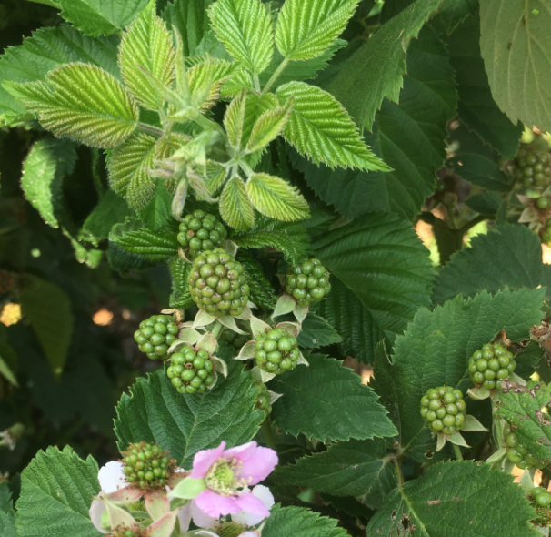 Thornless Blackberry leaf+some flower