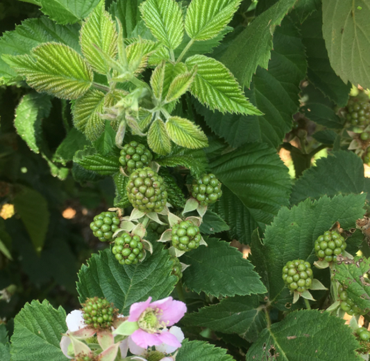 Thornless Blackberry leaf+some flower