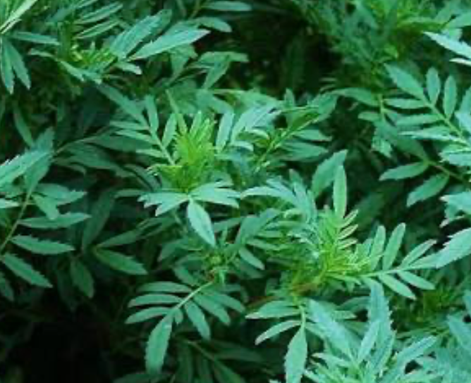 Marigold Greens
