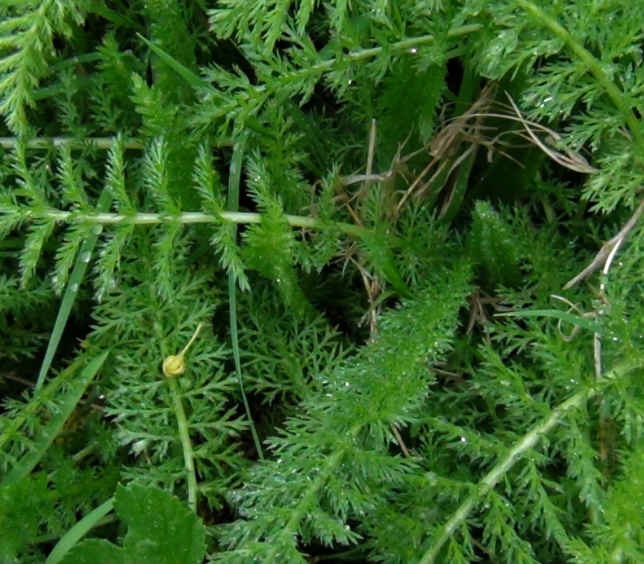 Yarrow greens