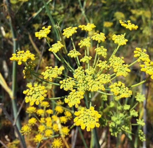 Fennel Flower