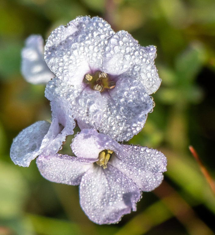 Sea Rocket Flower